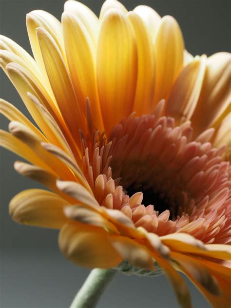 gerbera flower plants 8