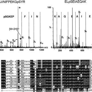 Novel Phosphorylation Sites On H Atpase Proteins Top Ms Ms Spectra