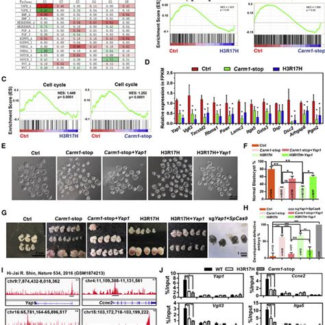 Carm1 Mediated H3r17 Methylation Regulates Embryo Development Through Download Scientific