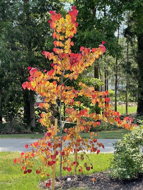 Plantfiles Pictures Cercis Redbud Flame Thrower Cercis Canadensis