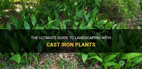 The Ultimate Guide To Landscaping With Cast Iron Plants ShunCy