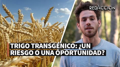 Trigo Transgénico ¿un Riesgo O Una Oportunidad Youtube