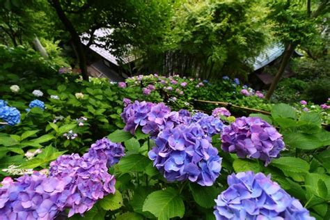 10 Best Places to see Hydrangea in Japan | Kyuhoshi