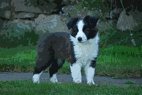 Health Shepherds Way English Shepherds