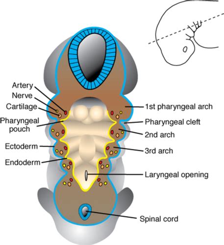 Embryology Of The Head And Neck And Pharyngeal Arches H N Flashcards