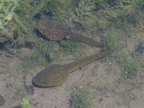 The Rural Path: American Bullfrog Tadpoles