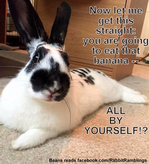 Rabbit Ramblings Funny Bunny Memes