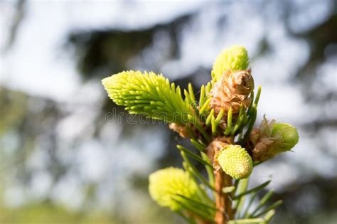 Young Spruce Tree Buds Stock Photo Image Of Background 186787884