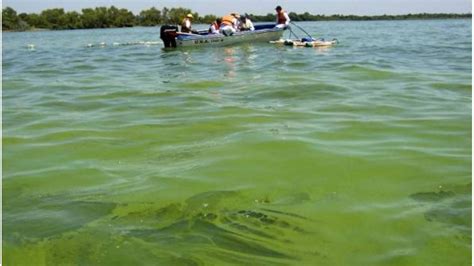 Alertan por la presencia de cianobacterias en el río Uruguay