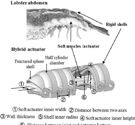 Figure 1 From A Lobster Inspired Hybrid Actuator With Rigid And Soft