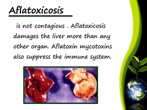 Ppt Aflatoxin Powerpoint Presentation Free Download Id 1462962