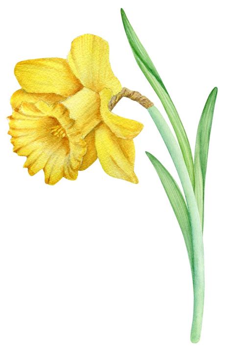 Watercolor Daffodils Clipart Set Hand Painted Spring Flowers Png Clip