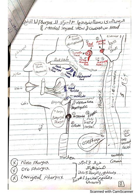 SOLUTION: Anatomy pharynx - Studypool