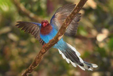 Birdwatching In Sri Lanka Saiyu Lanka