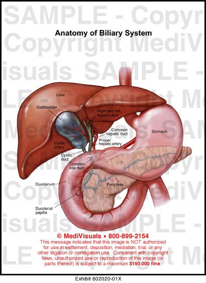 Anatomy Of Biliary System Medical Illustration Medivisuals