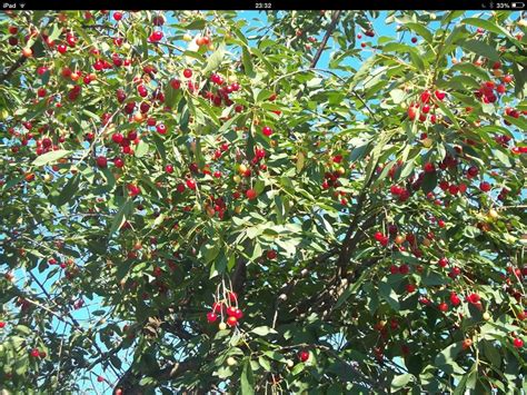 Aprender Sobre 75 Imagem Muda De Cerejeira Fruta Br Thptnganamst Edu Vn