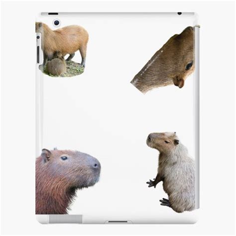1st Surprised Capybara Stickers Package Funny Capybaras For Every