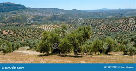 Olive Grove In Rute Spain Web Banner Format Stock Image Image Of