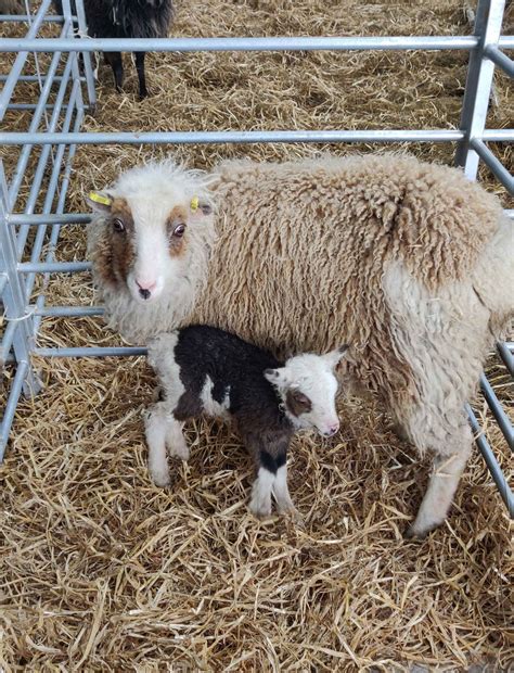 Shetland Sheep - From our Scottish Island Farm - Sheep Unique