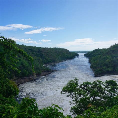 Saso Gorilla Trips On Twitter Watching Wildlife In Murchison Falls