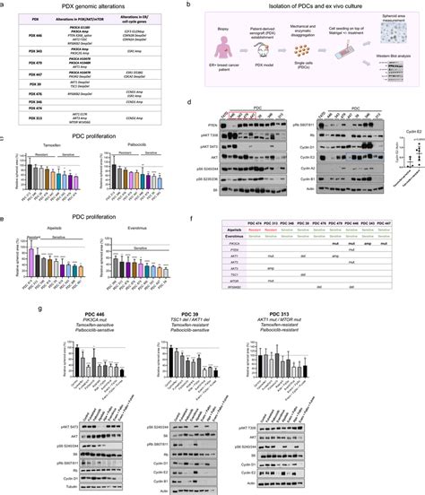 Targeting Pi3k Akt Mtor Pathway In Patient Derived Cells A Genomic Download Scientific