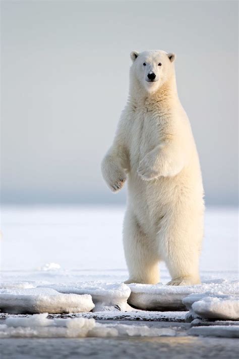 Thelordismylightandmysalvation Polar Bear Cute Polar Bear Bear