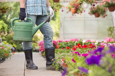 Orchid Watering Tips