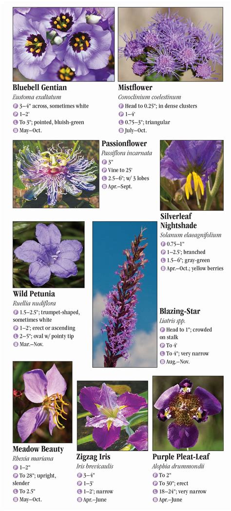 Wildflowers Of Southeast Texas Quick Reference Publishing Retail