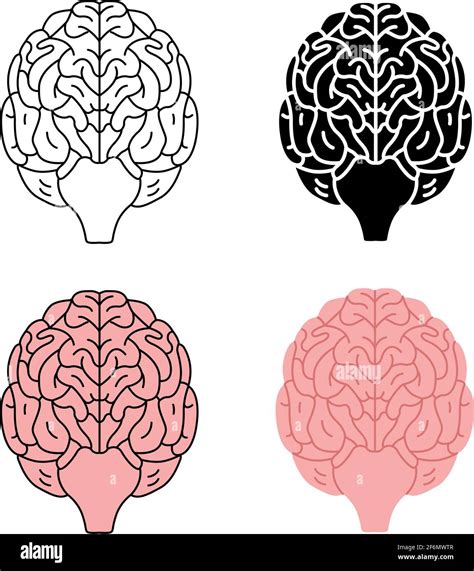 Healthy Human Brain Front View Vector Illustration Isolated On White