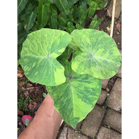 Jual Colocasia Midori Sour Shopee Indonesia