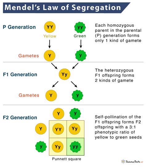 Law Of Segregation Definition Examples And Diagram Science Facts