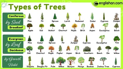 types  trees names  facts