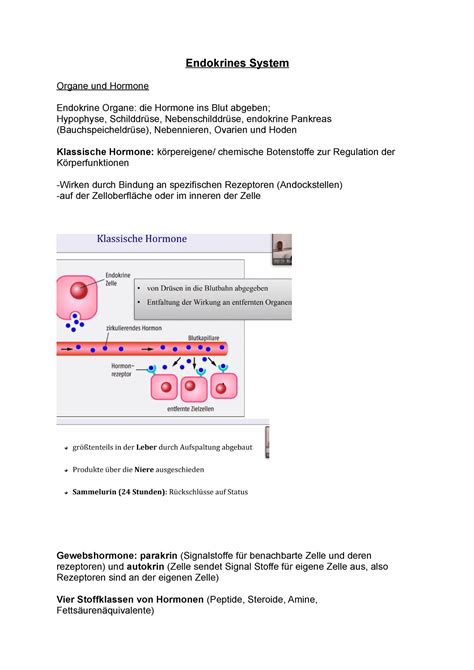 Endokrines System Endokrines System Organe Und Hormone Endokrine