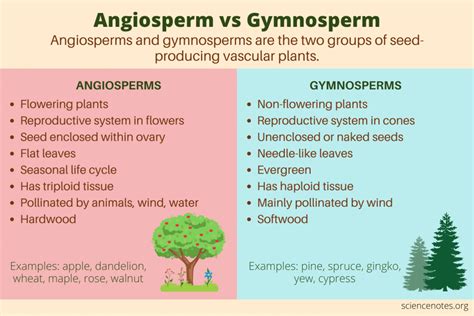 Angiosperm Seeds