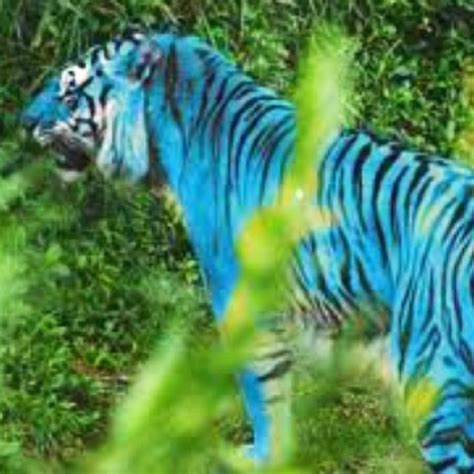 Ultra Rare Blue Tiger Can Be Found In China Wild Animal Wallpaper