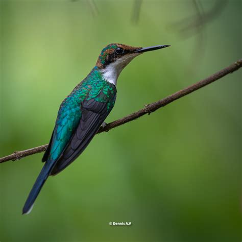 2023 Costa Rica Wildlife Photography Workshops