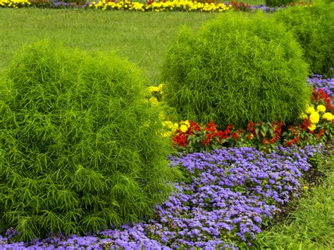 How To Plant Grow And Harvest Celeriac Harvest To Table