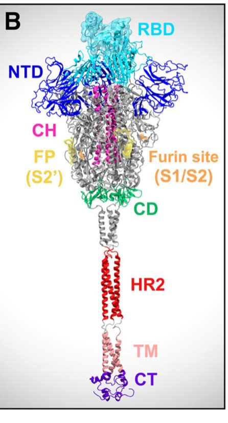 A Schematic Of The Full Length Sars Cov S Protein Primary Structure