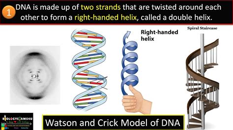 Salient Features Of Dna Double Helix Model Of Watson And Crick