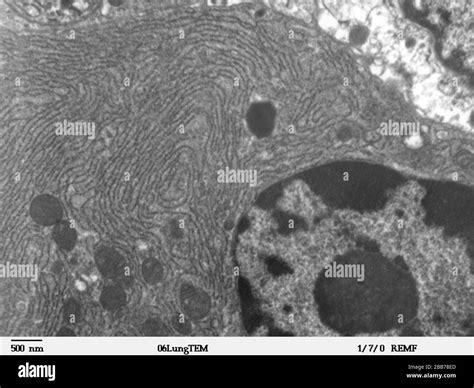 Elektronenmikroskop Zelle Schwarzweiß Stockfotos und bilder Alamy