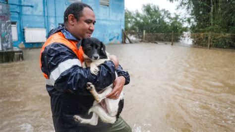 Quase Mil Animais S O Resgatados Durante Enchentes