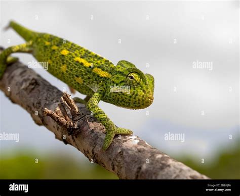 Chamaeleo Africanus African Chameleon In Greece Stock Photo Alamy