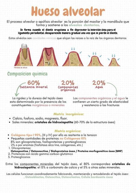 Hueso Alveolar Vania Flores Udocz