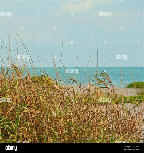 Photograph Of Grasses Growing On A Beach In Southwestern Florida Stock