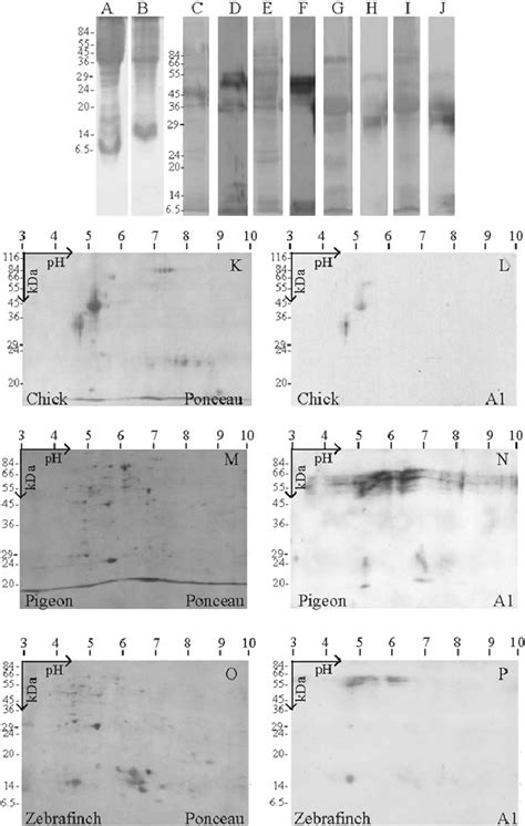 Mono Dimensional A J And Two Dimensional K P Electrophoretic