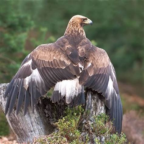 Eagle Beaks | The Dusty Trail Tribe | Mark Cranford