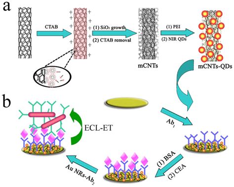 Construction Of The Ecl Immunosensor A Schematic Representation Of