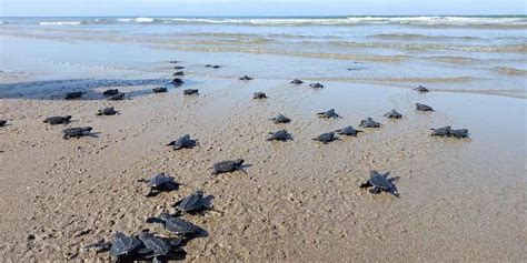 53 sea turtle hatchlings spotted in Sipalay resort | Daily Guardian