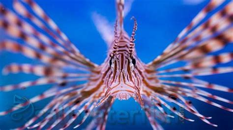 Volitan Lionfish - Lionfish - Saltwater Fish