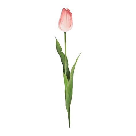 Un Tulip N Rosa Sobre Un Fondo Blanco Vector Premium